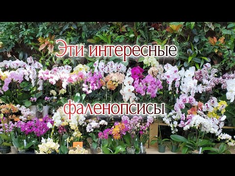 Видео: Орхидеи Фаленопсисовые интересности