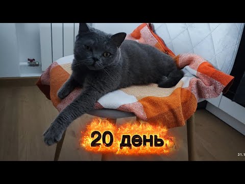 Видео: Кошка Мотя, умное животное. #cat 