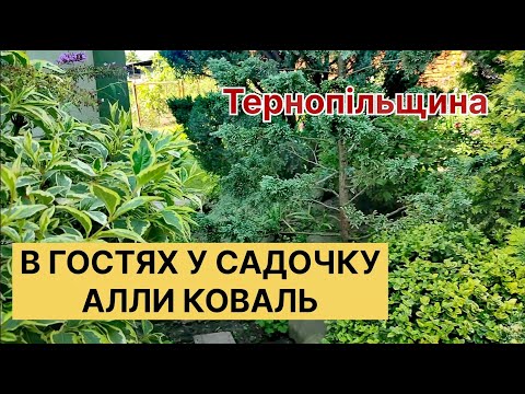 Видео: Вперше! Підписниця каналу показує свій сад! Приватний сад на Тернопільщині