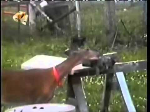 Видео: Теле передача "Животный смех" за 2012.08.31 число