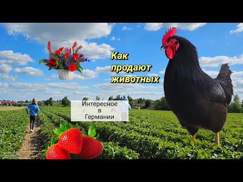 Видео: Развлечения находим сами!/ Ярмарка животных в Германии