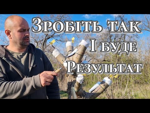 Видео: Щеплення плодових дерев це просто.