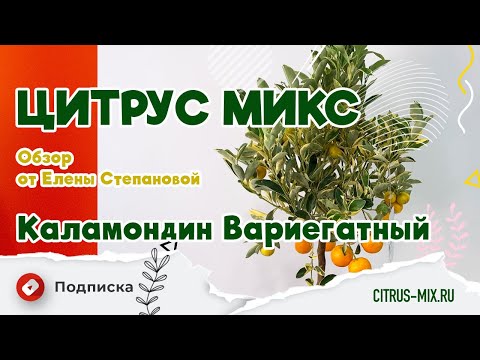 Видео: Обзор растений - Каламондин Вариегатный