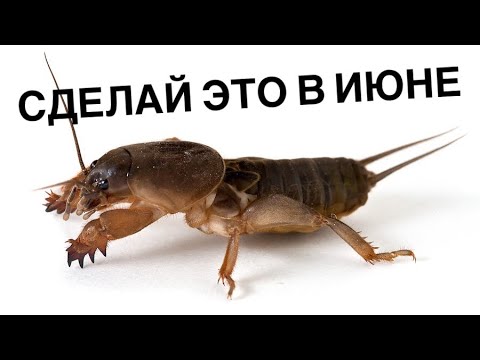 Видео: Как избавиться от медведки в огороде. Борьба с медведкой