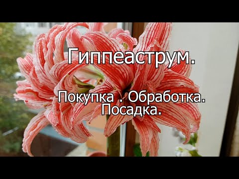 Видео: Гиппеаструм: покупка, предпосадочная обработка, посадка.