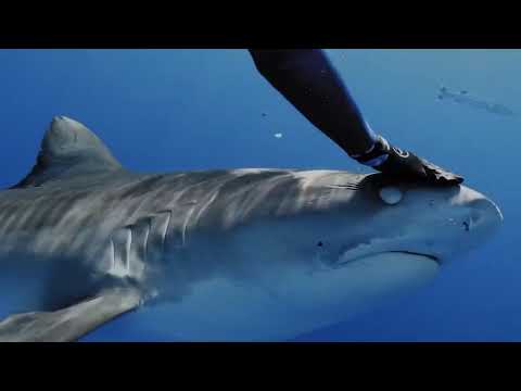 Видео: Случаи На Пляжах Снятые На Камеру