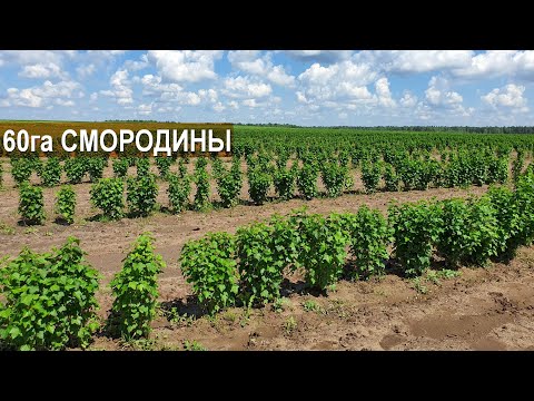 Видео: 60 га чёрной смородины под мехуборку в фермерском хозяйстве Бабкена Испиряна