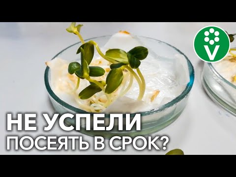 Видео: ДОПИНГ ДЛЯ РАССАДЫ! После этой подкормки семена взойдут быстро, а рассада будет крепкой