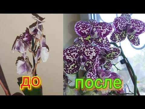 Видео: Вянет, ПОЛЕЙ Этим и ОРХИДЕЯ вновь ПЫШНО ЗАЦВЕТЕТ/ Секреты бесконечного цветения