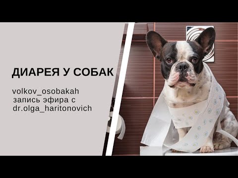 Видео: Диарея у собак - запись прямого эфира с Ольгой Харитонович