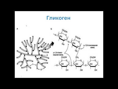Видео: Көмірсулар алмасуы 2