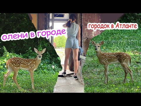 Видео: Олени гуляют по городу / Старый город в Атланте