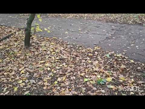Видео: Осень в каждом кадре 🍂 Тепло и красота . 