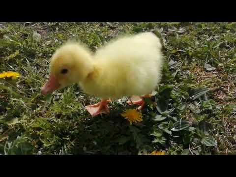 Видео: наш местный инопланетянин......