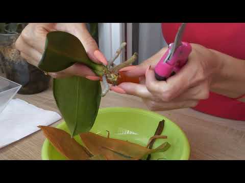 Видео: Орхидея Дикий кот не растет. Посадка с БОЛЬШИМИ изменениями. ОТРЕЖУ "ТОРМОЗ".