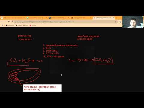 Видео: Фотосинтез и дыхание клеток.
