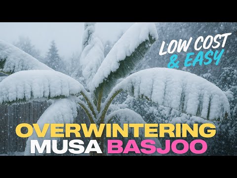 Видео: Зимовка банана Муса Басджу в Великобритании | Защита бананового растения от заморозков ❄️🌴