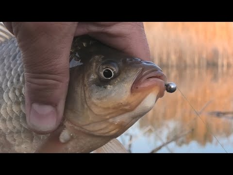 Видео: Закилошные Караси и Лини на Убойную снасть