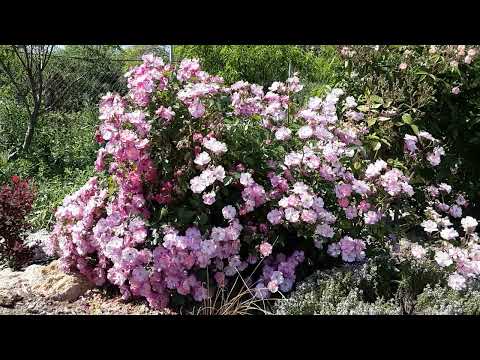 Видео: Мускусные розы цветут .Питомник роз Полины Козловой rozarium.biz