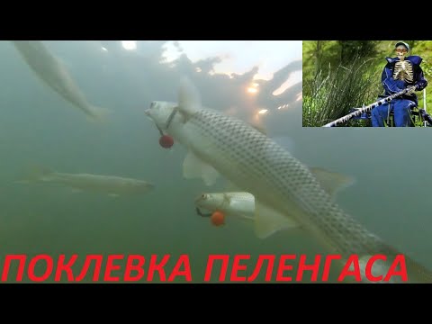 Видео: Поклевка пеленгаса. Подводная съемка