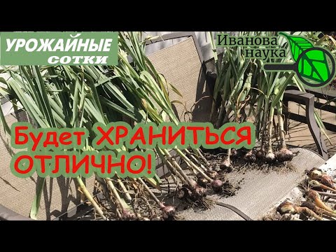 Видео: Что ТАКОГО сделать с ЧЕСНОКОМ после выкопки, чтобы он ДОЛГО ХРАНИЛСЯ?