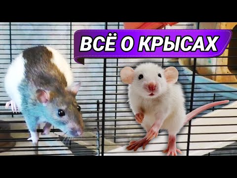 Видео: Домашние крысы. Всё о декоративных крысах, уход и содержание в домашних условиях