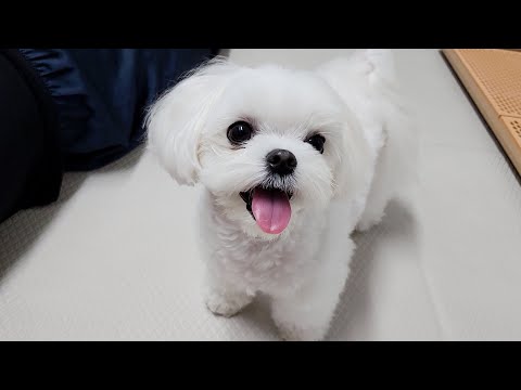 Видео: Почему у нас нет другого выбора, кроме как любить щенка