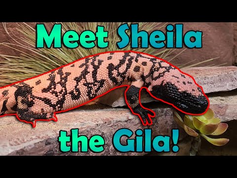 Видео: Всё о монстрах-ядозубах! *Ядовитый*