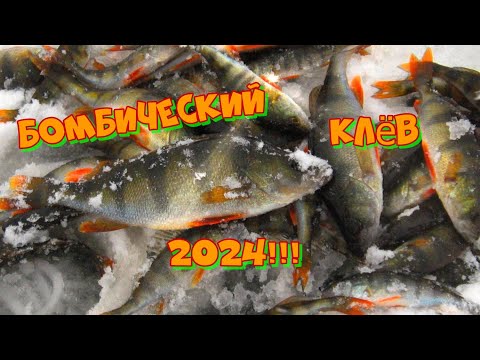 Видео: Супер клёв отличного окуня. Зимняя рыбалка на крупного окуня. Они ломают крючки.