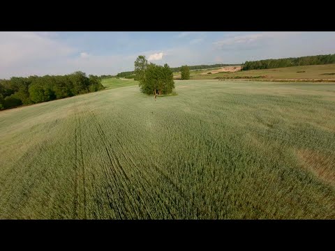 Видео: Внезапный бёрд-вотчинг