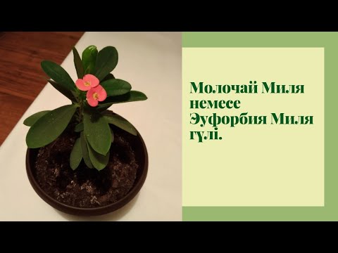 Видео: Молочай Миля немесе Эуфорбия Миля гүлі. Молочай Миля гүлін өсіру. Эуфорбия Миля гүлі. Гүл өсіру.