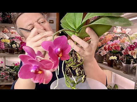 Видео: потрошение орхидеи для ленивого ухода 70-я орхидея для розыгрыша