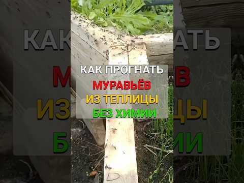 Видео: Как прогнать муравьев из теплицы #сад #огород #дача