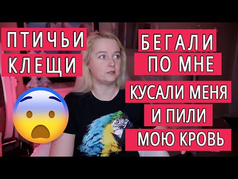 Видео: ПТИЧИЙ КУРИННЫЙ КЛЕЩ КРОВОСОС У ПОПУГАЕВ | КАК ЛЕЧИТЬ ПТИЦ И КАК ОТ НЕГО ИЗБАВИТЬСЯ