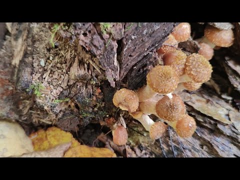 Видео: В лес на разведку 🙋 // ОПЯТА пошли 👍//