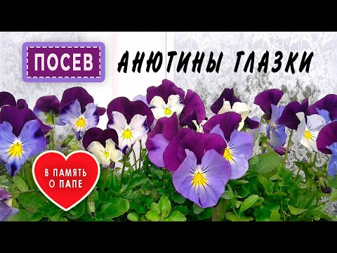 Видео: ВИОЛА Когда и как сажать Анютины глазки?