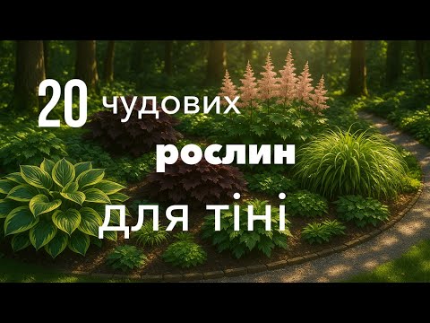 Видео: 20 чудових рослин для тіні.