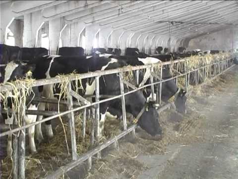 Видео: Село і люди (Копачівка) 27.02.17