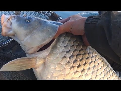 Видео: Тянут на дно, ФРИКЦИОН ТРЕЩИТ !!!! Рыбалка на сазана