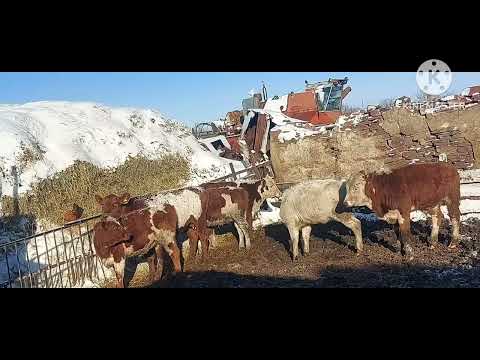 Видео: Жизнь в селе#Казахстан#Выпал снег,коров кормим дома.
