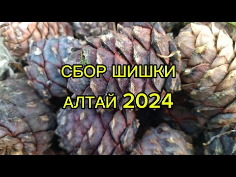 Видео: СБОР ШИШКИ АЛТАЙ 2024