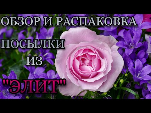 Видео: Обзор и распаковка посылки из питомника "Элит"🌹❤️