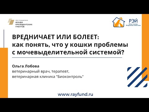 Видео: Вредничает или болеет: как понять, что у кошки проблемы с мочевыделительной системой?