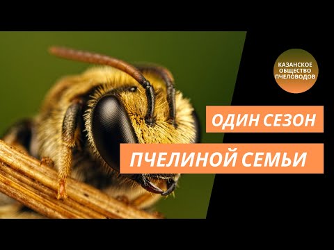 Видео: Один сезон из жизни пчелиной семьи