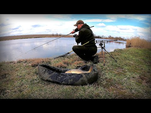 Видео: Оце явище!!! Косяки коропів пливуть на нерест!!!