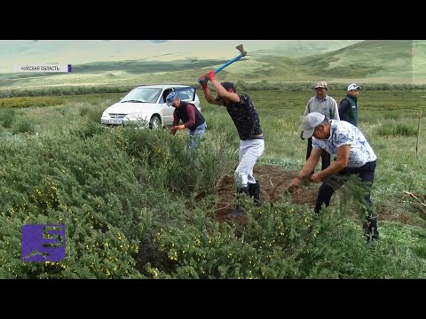 Видео: Сорняк карагана атакует Суусамырские пастбища
