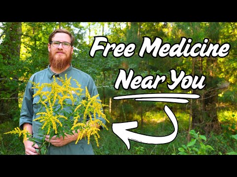 Видео: 3 удивительных преимущества золотарника