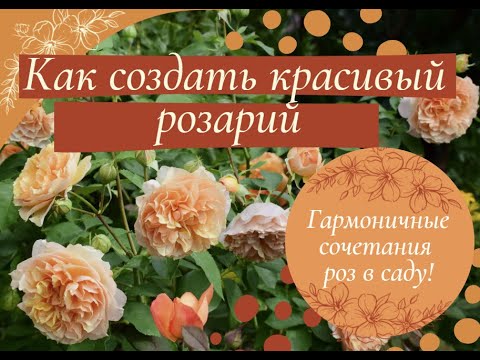 Видео: Как создать красивый розарий.  Гармоничные сочетания роз.