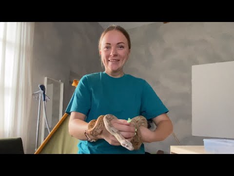 Видео: Приручаем удава. Учимся брать змею в руки (Часть 1)