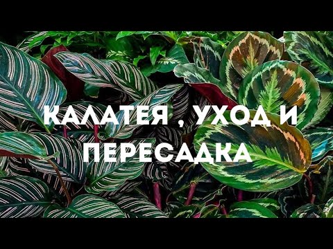 Видео: Калатея уход и пересадка в домашних условиях.